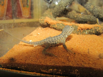 Painted Dragons Adult Pairs - Amazing Amazon